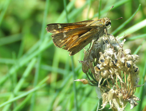 on the 2nd 083 on chive bloom