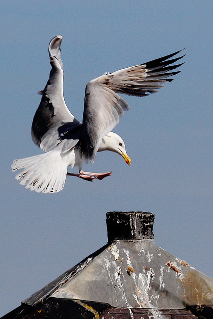 EOS 60D Unknown 16 21 43 7922 Gull dpp