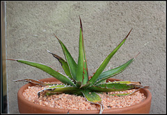 Agave horrida perotensis (2)