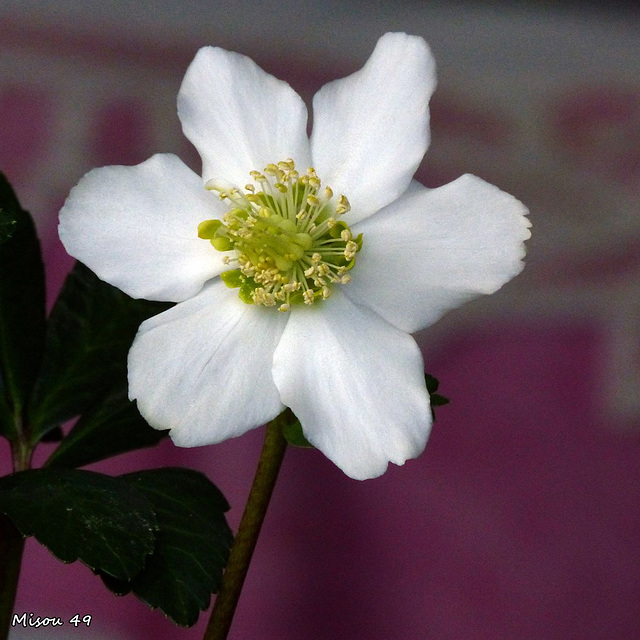 Des fleurs pour France Gall .