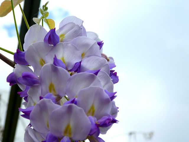 Wisteria...