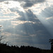 Mountain Bluebird with sun's rays