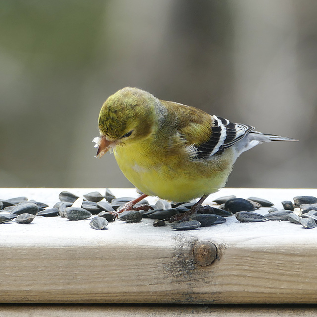 Day 10, American Goldfinch female