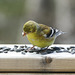 Day 10, American Goldfinch female