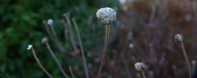 Japanese Anemone