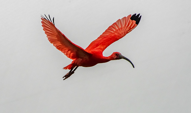 Scarlet ibis