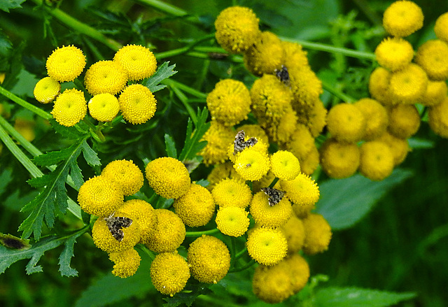 20210831 2734CPw [D~LIP] Rainfarn (Tanacetum vulgare), Brennnessel-Spreizflügelfalter (Anthophila fabriciana), UWZ, Bad Salzuflen