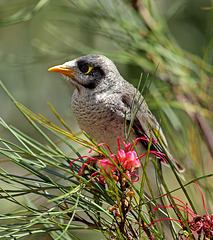 Méliphage bruyant, juvénile, il se nourrit de nectar (Manorina melanocephala) - Lieu : Australie - Photo : benjamin444 (2010) - Creative Commons Attribution - Share Alike 3.0 Unported.