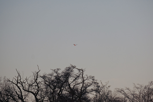 Flying Heron