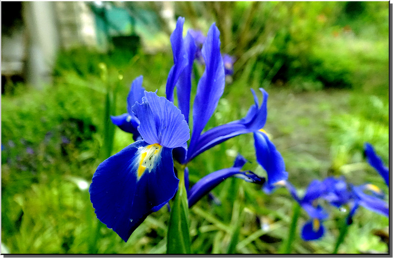 Cadeau envoyé par un ami pris dans son jardin en ce printemps