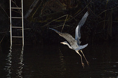 Grey Heron in Flight