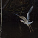 Grey Heron in Flight