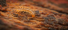 Der Kleine muss grade mal geschlüpft sein :)) The little one must have just hatched :)) Le petit doit juste venir d'éclore :))
