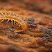 Der Kleine muss grade mal geschlüpft sein :)) The little one must have just hatched :)) Le petit doit juste venir d'éclore :))