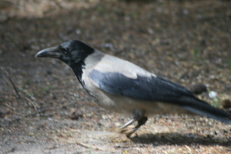 Hooded Crow (Corvus cornix)