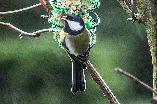 20150115 6313VRAw [D~RI] Kohlmeise (Parus major), Rinteln