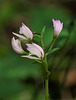 Triphora trianthophora (Three-birds orchids)