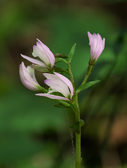 Triphora trianthophora (Three-birds orchids)