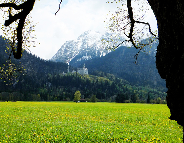 Schloss Neuschwanstein zu Füßen des Säuling. ©UdoSm