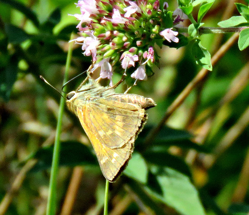 on the 2nd 103 skipper - note