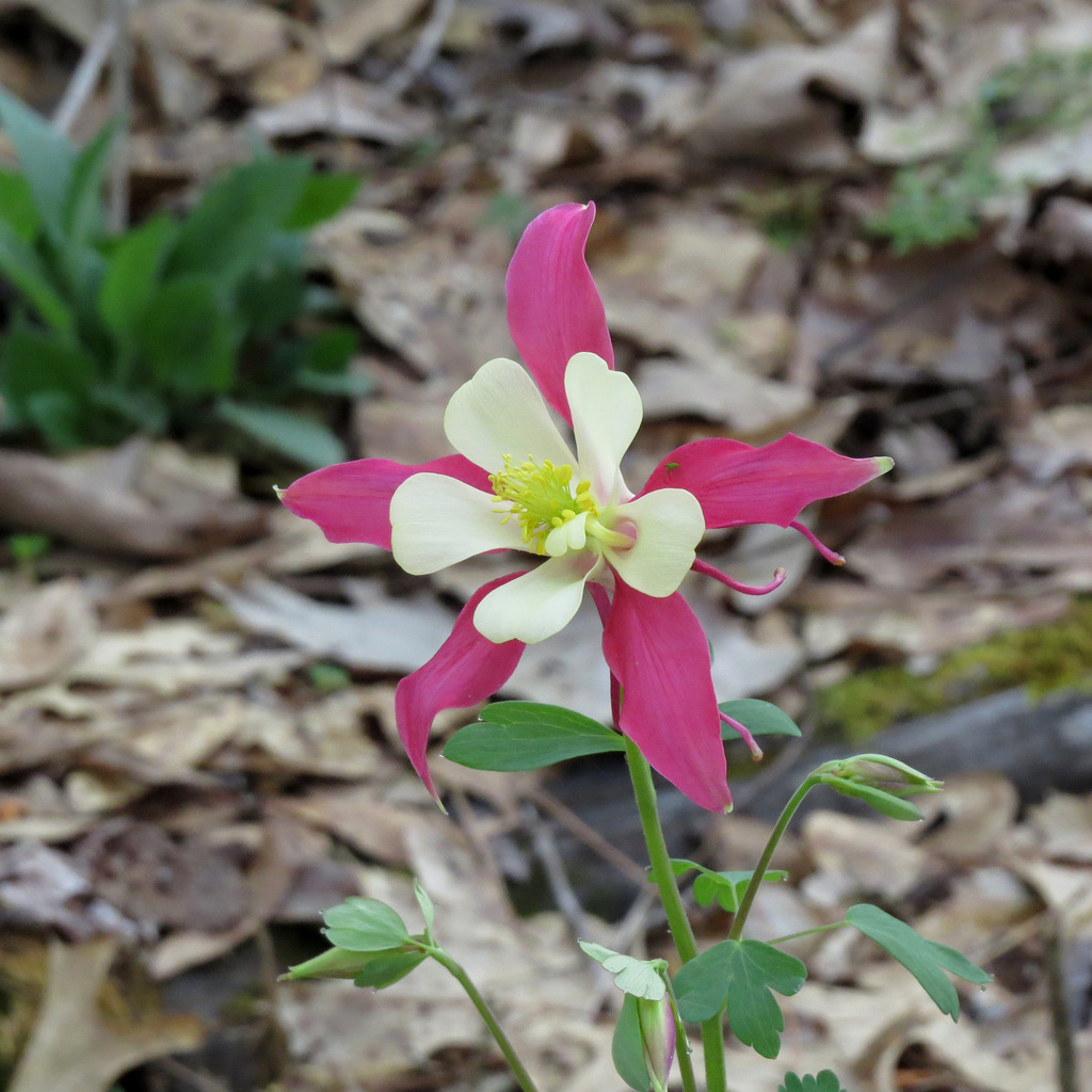 Columbine flower