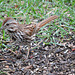 Song Sparrow