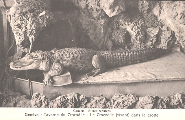 Ĝenevo - krokodilo en la Taverno de Krokodilo