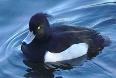 EF7A9888duck