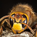 Study Of A Hornet - Face On