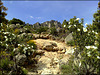 Cistus and the path up to the ridge
