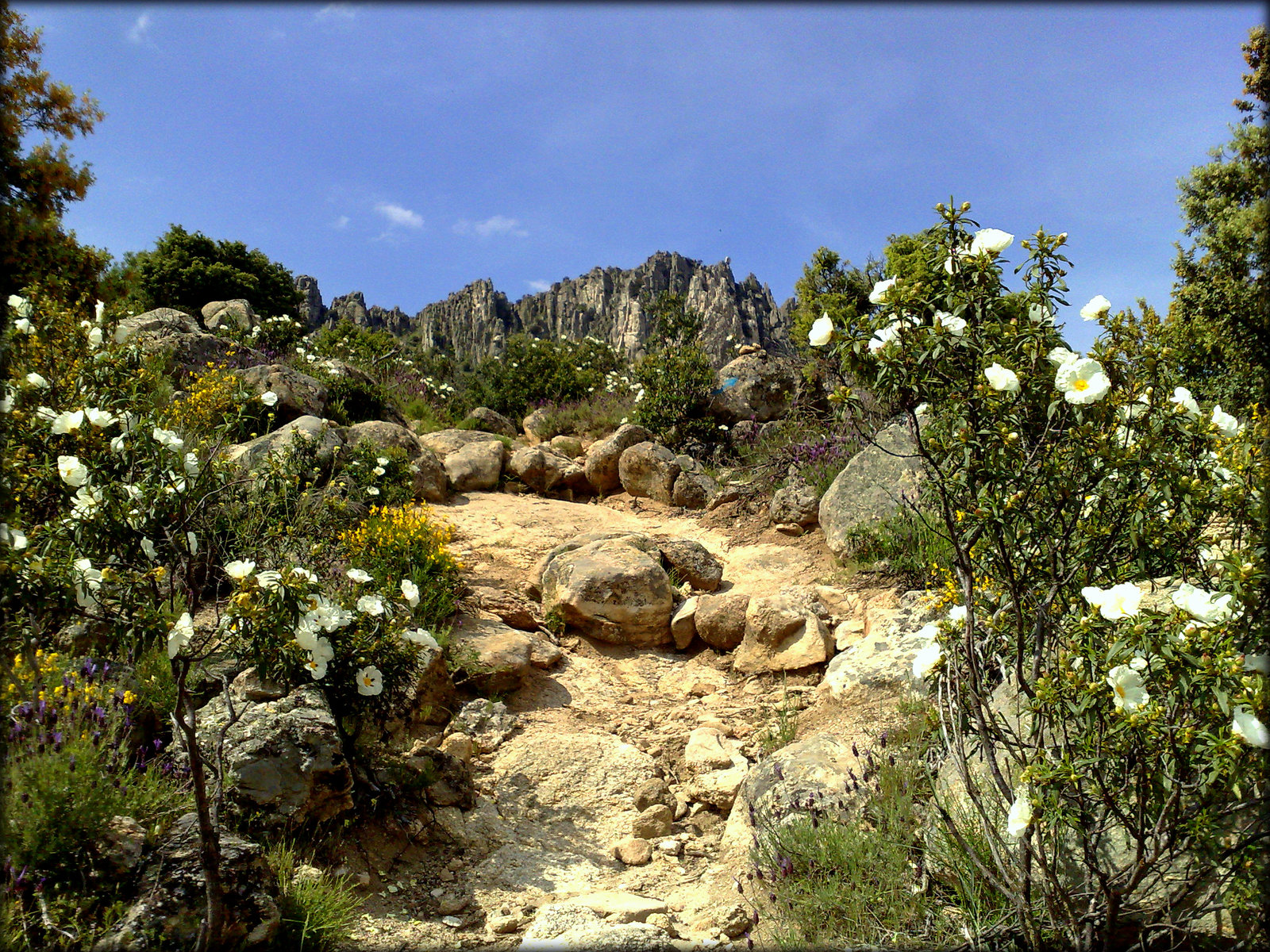 Cistus and the path up to the ridge
