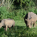 Uganda, Ziwa Rhino Sanctuary, White Rhino Female and Her Cub