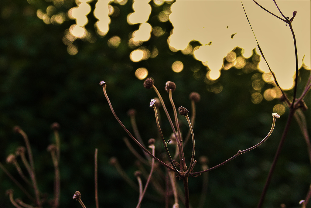 Japanese Anemone