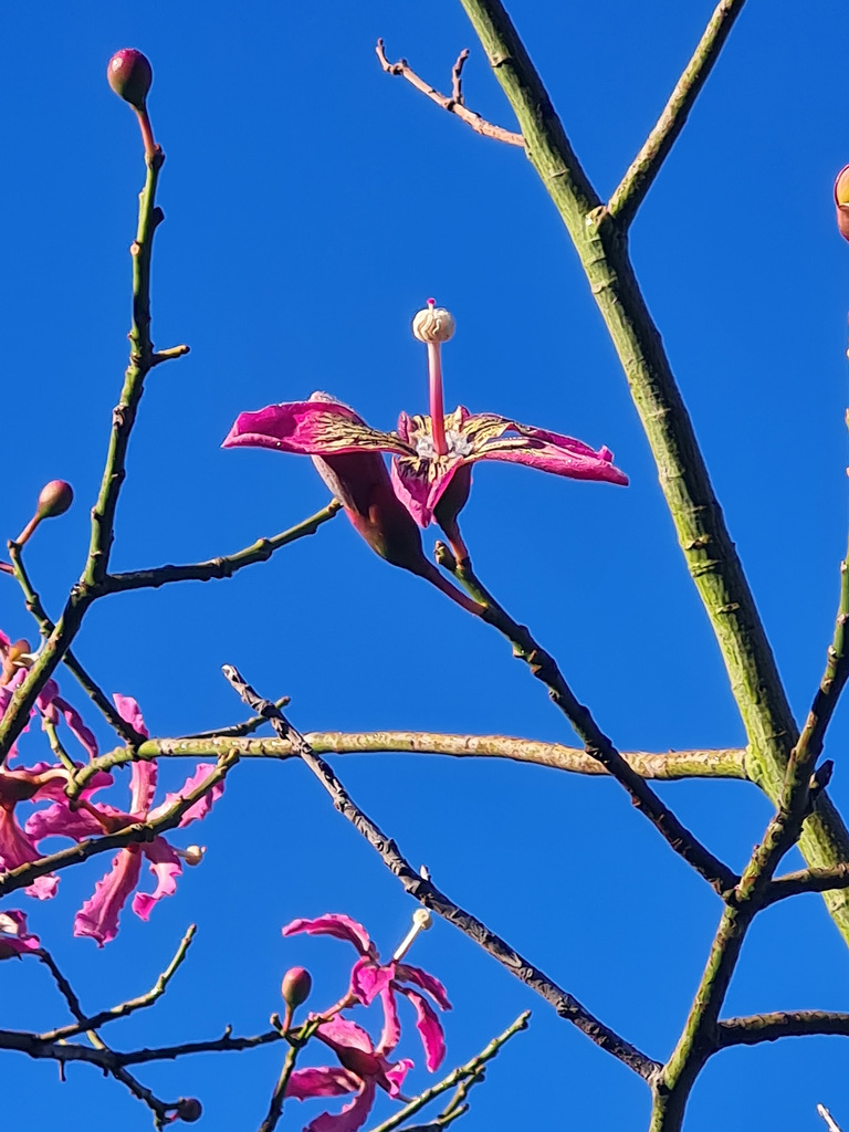 silk tree