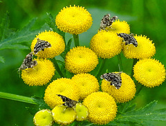 20210831 2737CPw [D~LIP] Rainfarn (Tanacetum vulgare), Brennnessel-Spreizflügelfalter (Anthophila fabriciana), UWZ, Bad Salzuflen