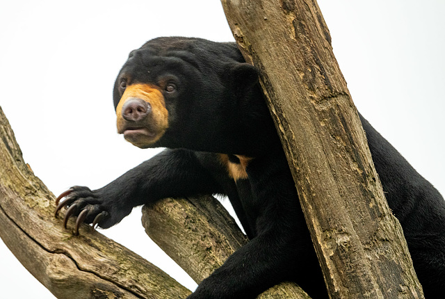 Sunbear