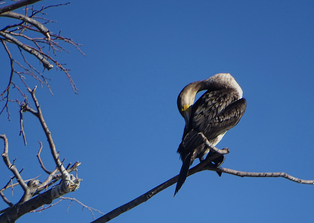 Un petit brin de toilette....très haut perché ,pour ce cormoran....