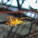 20240806 0632CPw [D~LIP] Gartenkreuzspinne (Araneus diadematus), BS