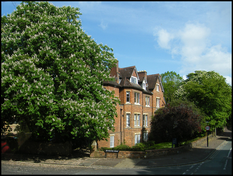 North Oxford trees