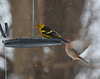 piranga à tête rouge / western tanager