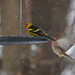 piranga à tête rouge / western tanager