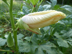 Okra Blüte