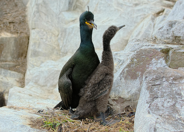 Shag with chick