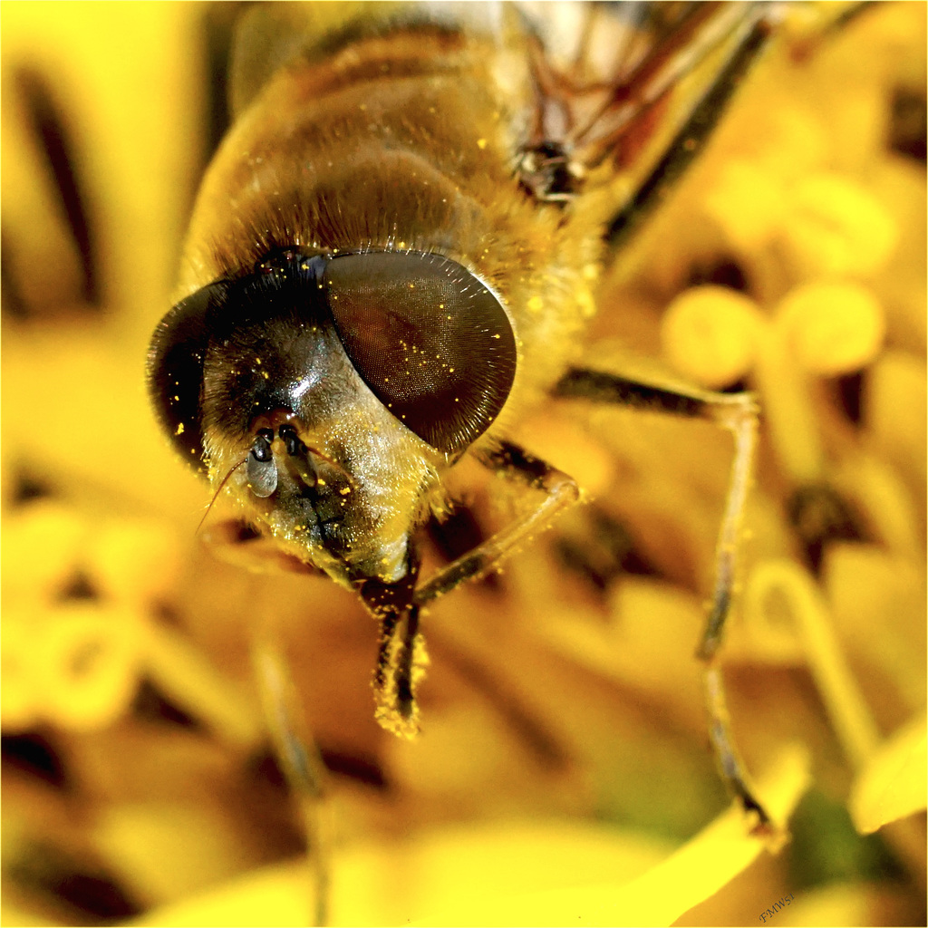 Hoverfly Portrait