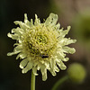 Giant Scabius / Cephalaria gigantea