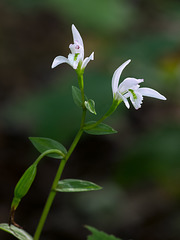 Triphora trianthophora (Three-birds orchids) with seed capsule