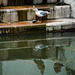 The urban seagull and the fish from the lake... the ducks are astonished!