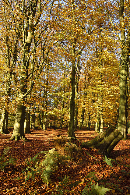 Autumn Beech, North Yorkshire