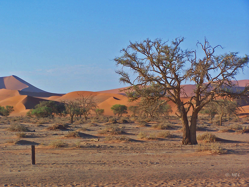 Der Zaun in Sossusvlei