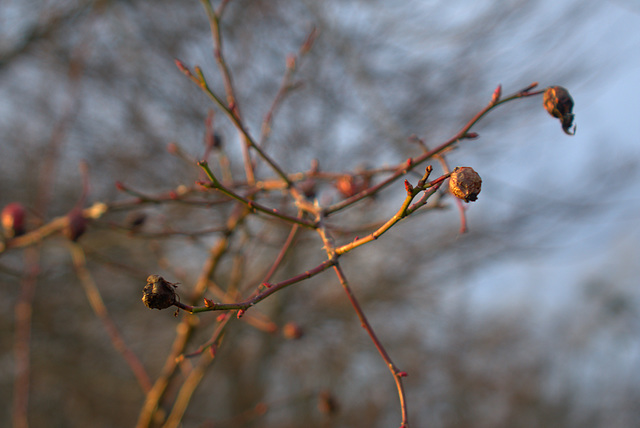 Berries And Branches